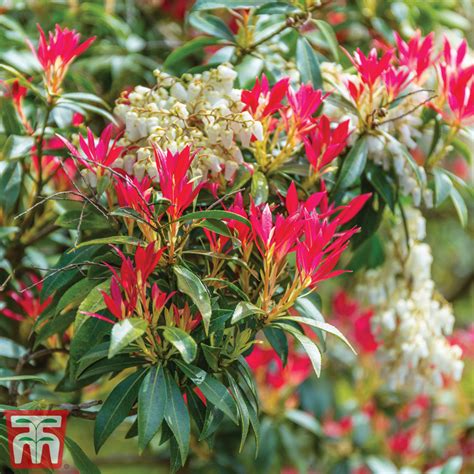 Pieris Floribunda Forest Flame Hi-res Stock Photography And, 47% OFF