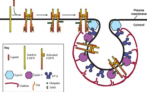 Pdf Internalization And Intracellular Sorting Of The Egf Receptor A