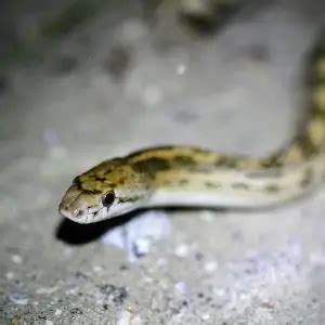 Glossy Snake - Facts, Diet, Habitat & Pictures on Animalia.bio