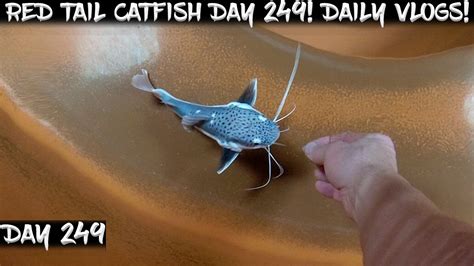 Day 249 Daily Red Tail Catfish Vlog Watch Them Grow YouTube