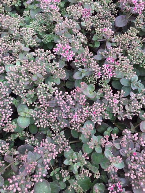 Sedum Sunsparkler Cherry Tart Jardins