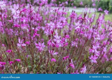 Deep Pink Flowers of Gaura Belleza Close-up. Stock Image - Image of ...