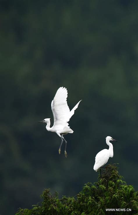 In Pics Herons In Longli County Chinas Guizhou Xinhua English