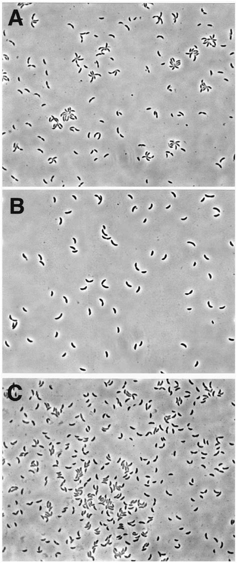 Morphology Of Developmental Mutants Compared To That Of Wild Type