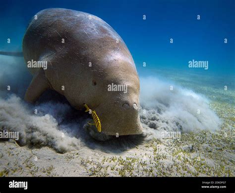 Red Sea diving Stock Photo - Alamy