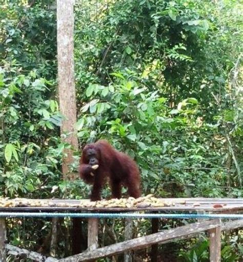 Orang Utan Merupakan Salah Satu Hewan Ikonik Yang Ada Di Indonesia