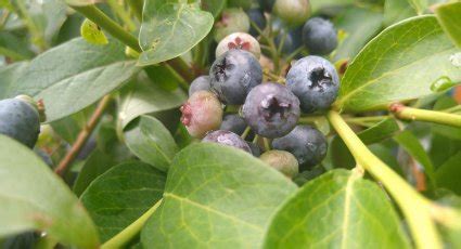 Blauwe Bessenstruik Heerma Vanaf 9 99 Blauwe Bessenstruiken