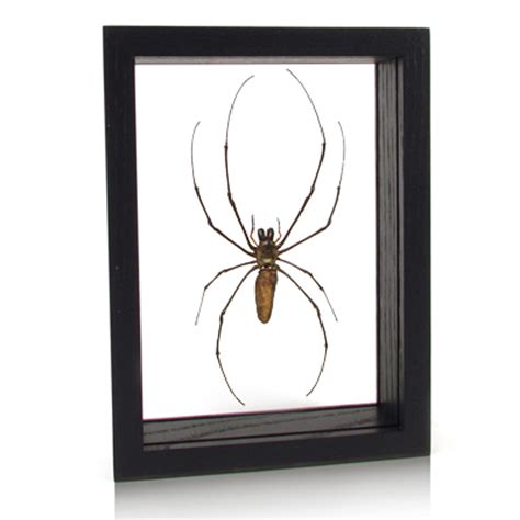 Orb Weaving Spider in Resin - The Evolution Store