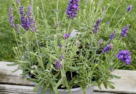 How To Grow Lavender Plants Indoors | Gardening Chores