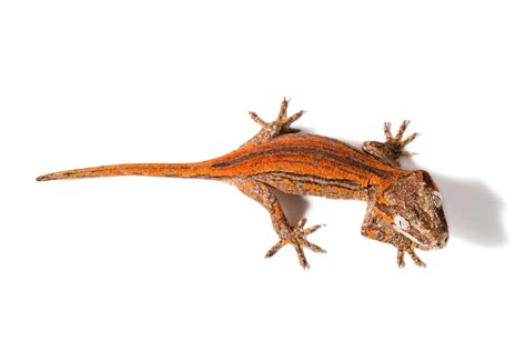 The Ultimate Gargoyle Gecko Care Guide Reptile School