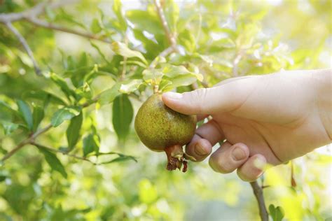 How To Harvest Pomegranate Fruit: When To Harvest Pomegranates ...