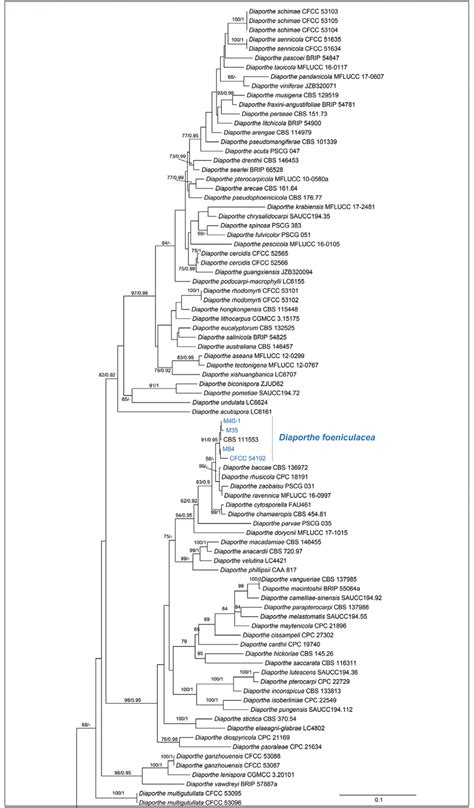 Phylogram Of Diaporthe Resulting From A Maximum Likelihood Analysis