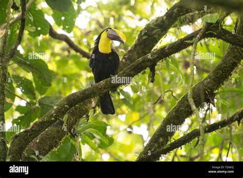 The rainforest of Costa Rica Stock Photo - Alamy