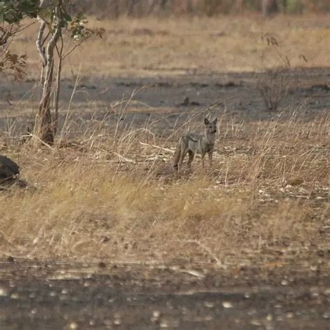 Side-Striped Jackal - Facts, Diet, Habitat & Pictures on Animalia.bio