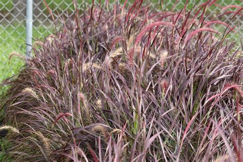 Red Fountain Grass | Hahira Nursery | Georgia Plants