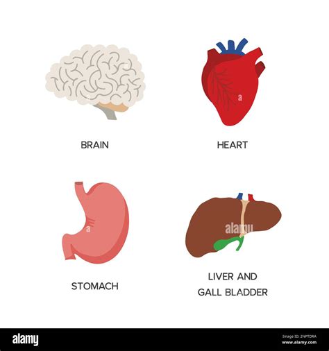 Organes Internes Humains Anatomie De Dessin Anim Parties Du Corps