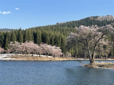 津南町 中子ため池の桜の満開は4月14日頃でしょう ほっこりと湯の山ブログ