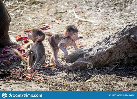 A Baby Hamadryas Baboon Playing Outside With Their Family Unit Royalty ...