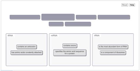 Mb Molecular Basis Of Inheritance Flashcards Quizlet