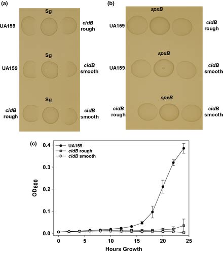 Genomic Instability Of Tnsmu2 Contributes To Streptococcus Mutans