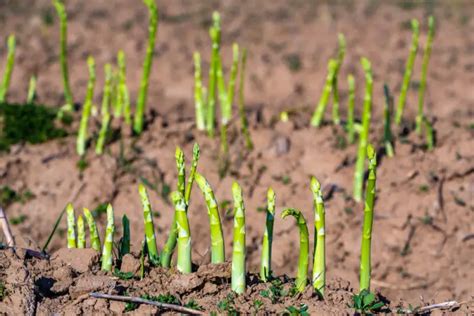 Asparagus - Planting, Growing & Harvesting Guide