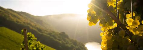 Aktuelles Der Ring Mosel e V Riesling Weingüter