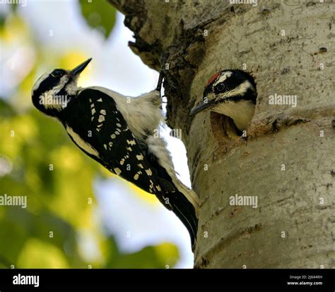 Woodpecker bird nesting photo hi-res stock photography and images - Alamy