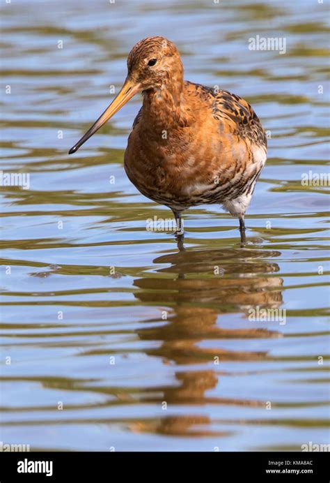 Black Tailed Godwit At Slimbridge WWT Stock Photo Alamy