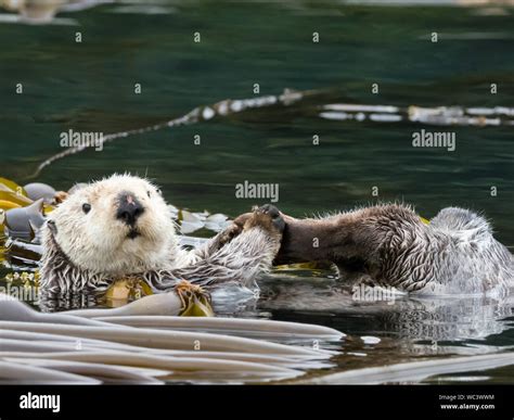 A Sea Otter Enhydra Lutris In The Kelp Forests Of Southeast Alaska