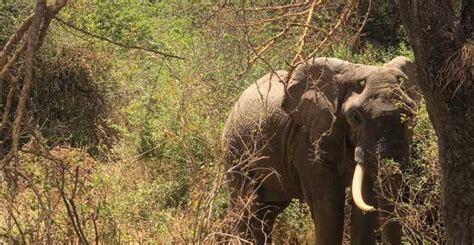 Arusha Escursione Di Un Giorno A Ngorongoro Getyourguide