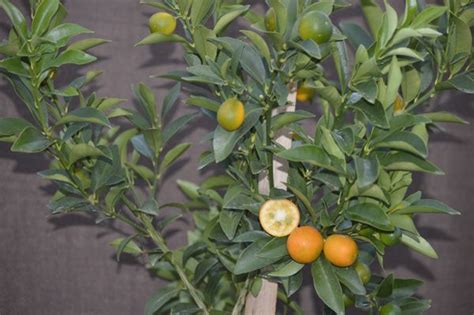 Meiwa Kumquat One Year Old Tree Kumquat Tree Citrus Trees Kumquat