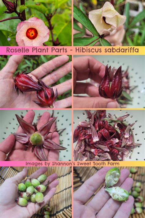 How And When To Harvest Roselle Hibiscus Sabdariffa GardensAll