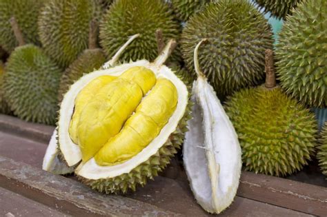 Os Benef Cios Do Durian Para Sa De Dicas De Muscula O