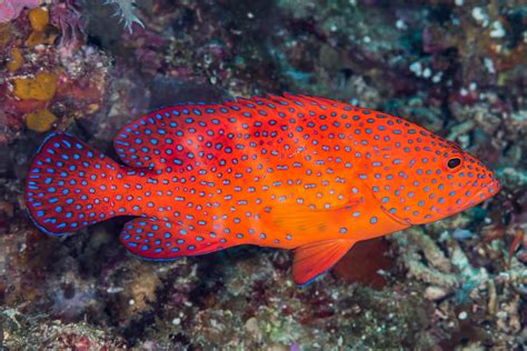 Miniatus Grouper • Cephalopholis Miniata • Fish Sheet