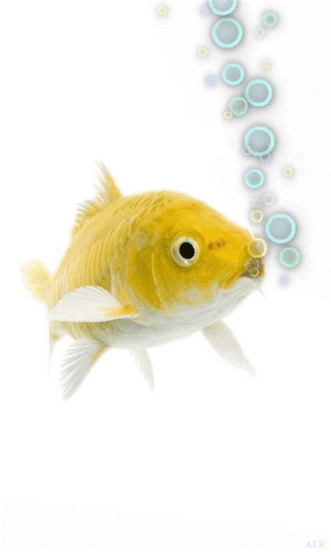 Animated Goldfish Wallpapers And Screensaver Wallpapersafari