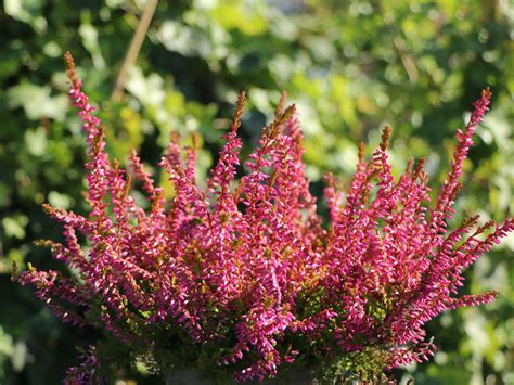 Sommerheide Besenheide Bonita S Calluna Vulgaris Bonita S