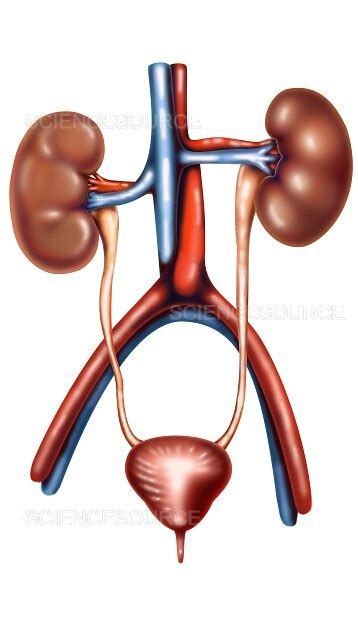 Photograph The Urinary System Science Source Images