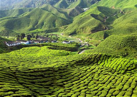 Cameron Highlands Malaysia Tailor Made Vacations Audley Travel