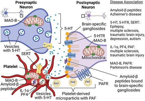 Frontiers The Role Of Platelets In The Stimulation Of Neuronal