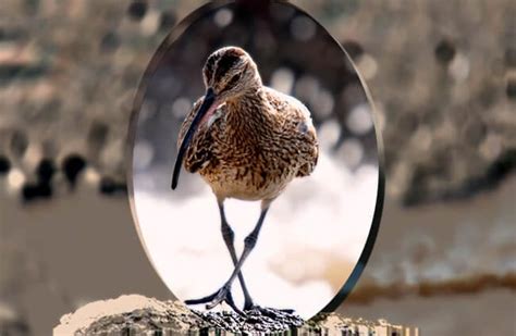 Curlew - Description, Habitat, Image, Diet, and Interesting Facts