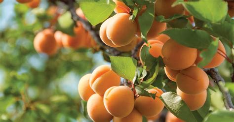 What To Consider Before Planting Fruit Trees Prescott Living Magazine