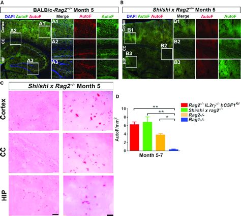 Lf Accumulates In Rag Mice Across Different Genetic Backgrounds A