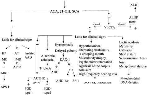 Diagnostic Workup For Adrenal Insufficiency Aca Adrenal Cell