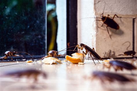 Health Risks of Cockroach Infestations | PestBusters SG