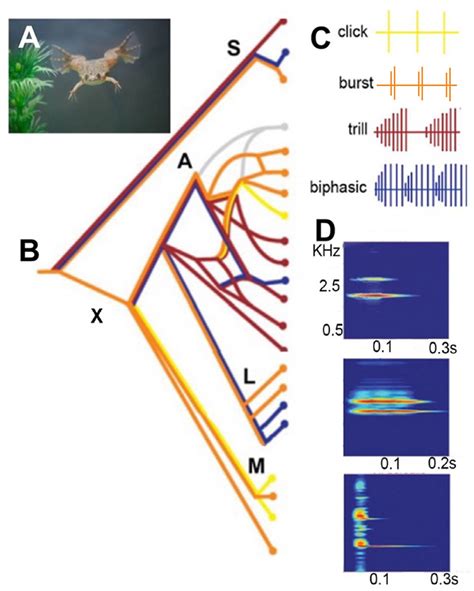 A Xenopus Sing Underwater B A Simplified Phylogeny Of Extant