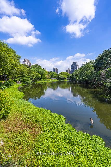 Harry52441生態池池塘人工湖大安森林公園公園綠地台北市大安區台北 黃 基峰 Flickr