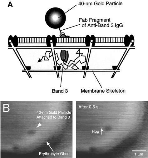 Compartmentalization Of The Erythrocyte Membrane By The Membrane