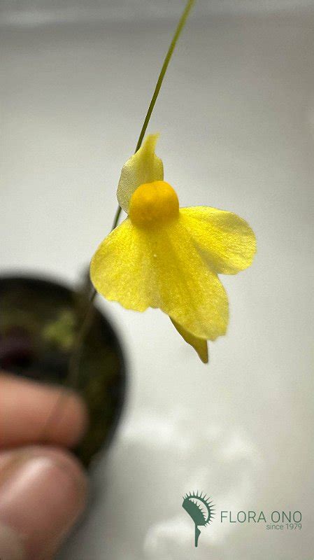 Planta Carn Vora Utricularia Subulata Flora Ono Plantas