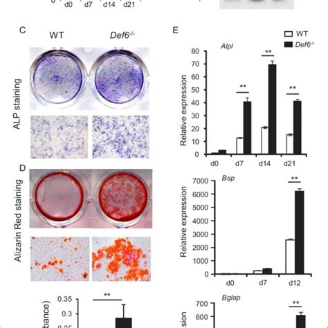 Def6 Absence Accelerates Osteoblast Differentiation A B Expression Download Scientific