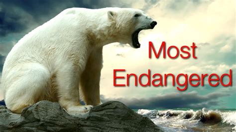 Top 20 Endangered Species List